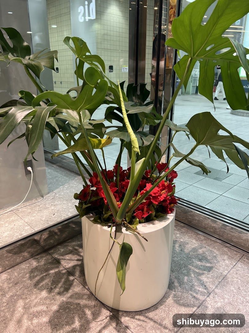 Monstera and Red Flowers in White Pot