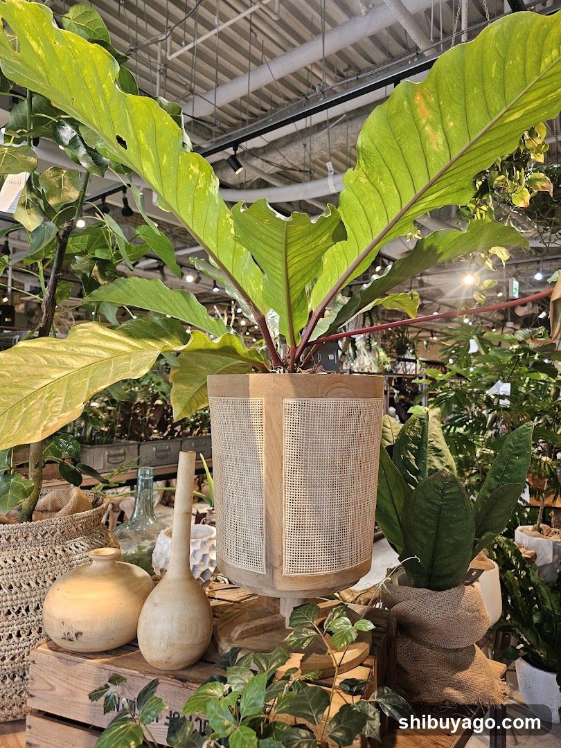 garage SHIBUYA Living with plants