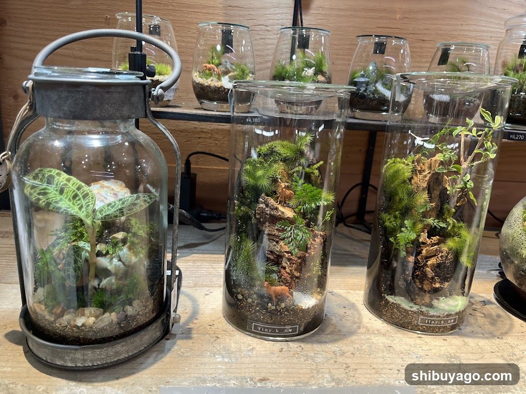 Terrarium Display