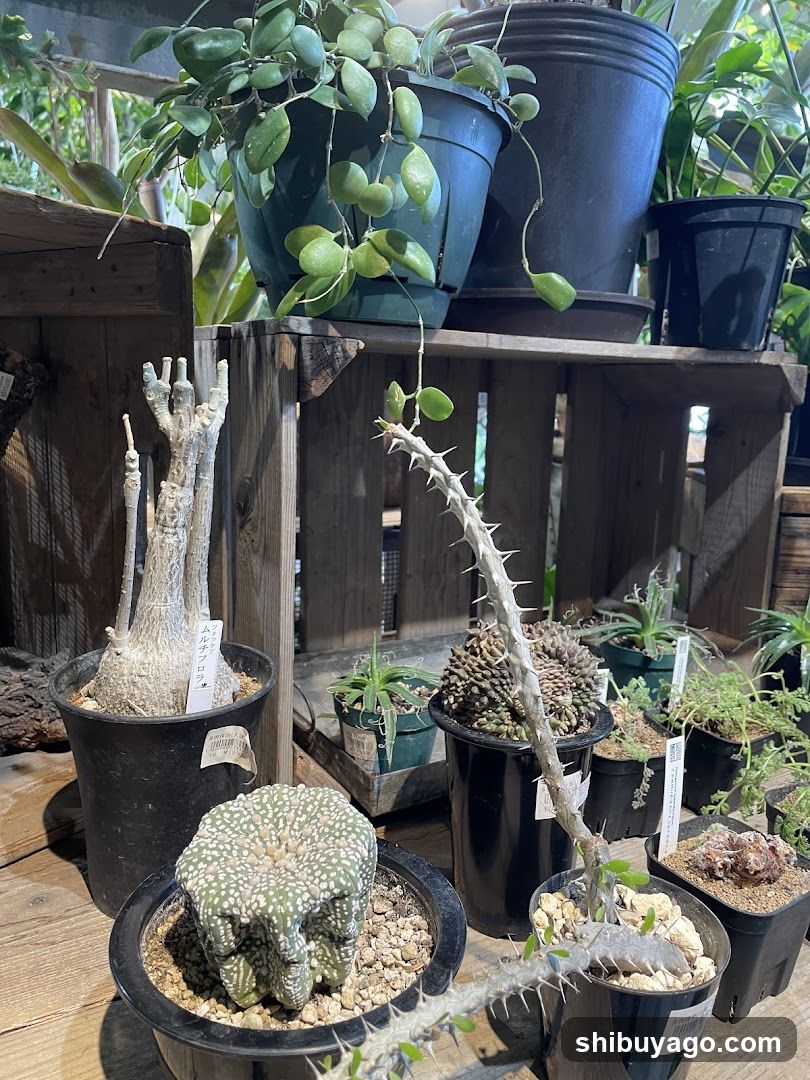 Indoor Plant Display