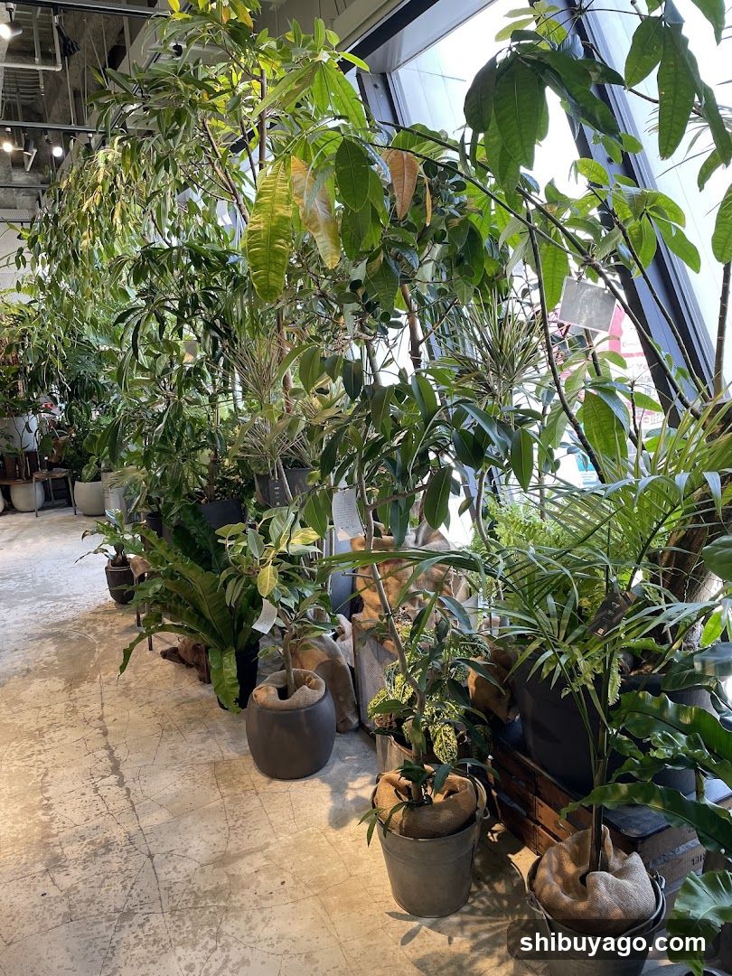 Indoor Plant Display