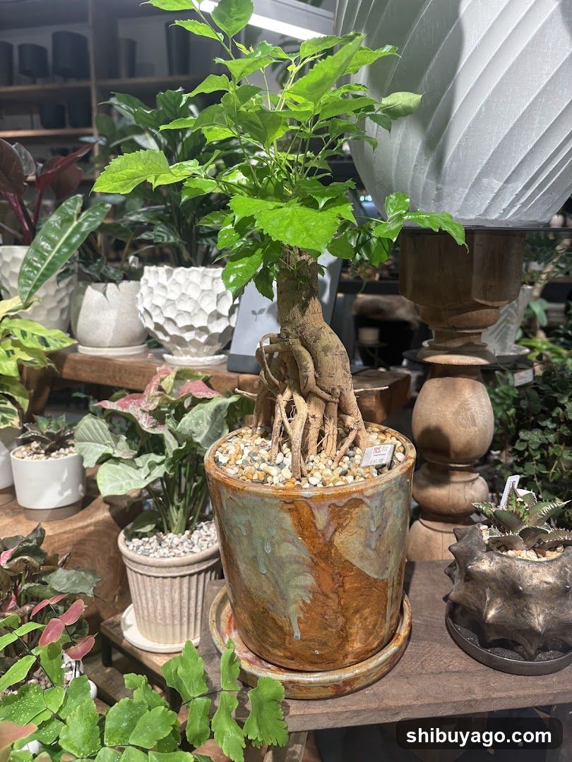Indoor Plant Display