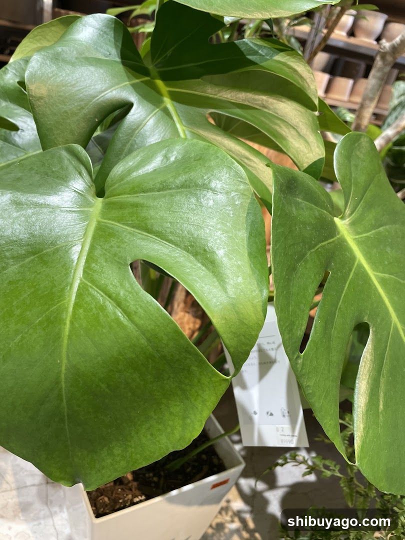Monstera Deliciosa Plant in Store
