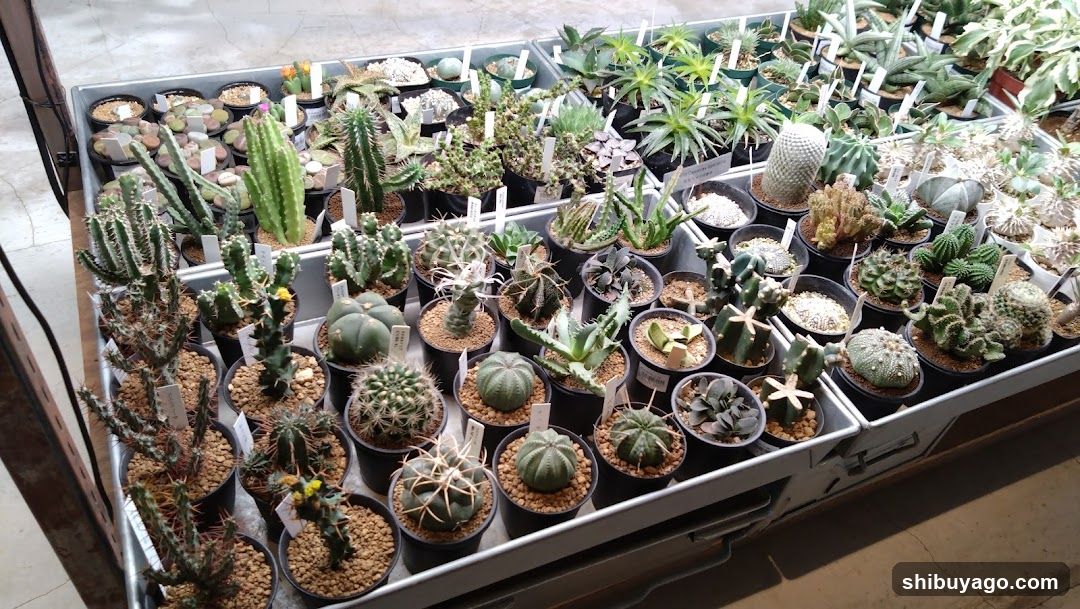 Cactus Collection Display
