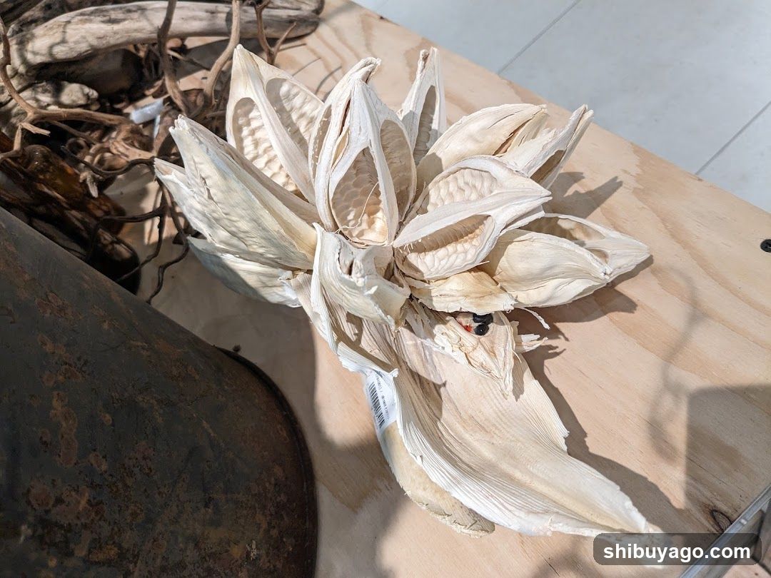 Dried Plant Specimen Display