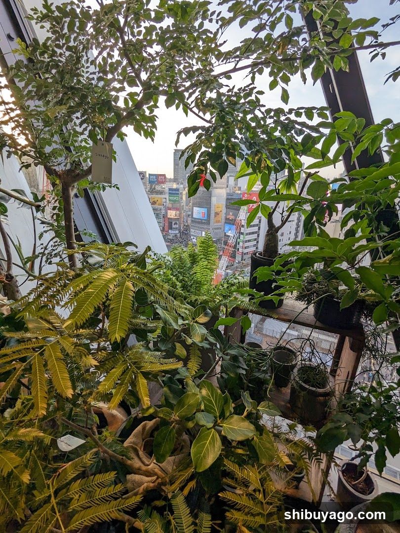 Urban Greenery View from High Floor