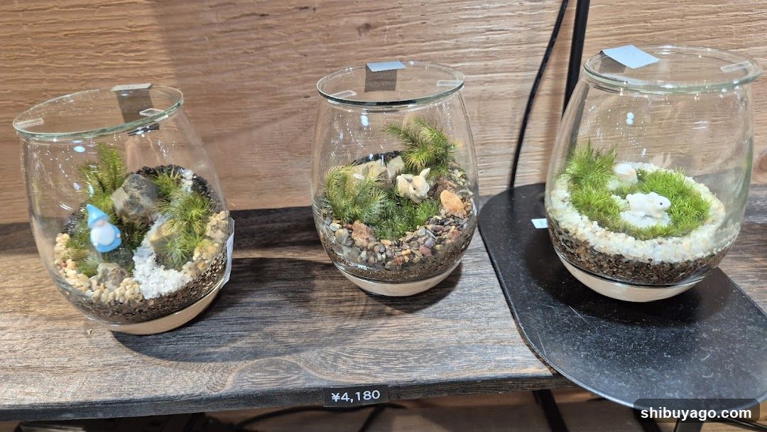 Terrarium Display