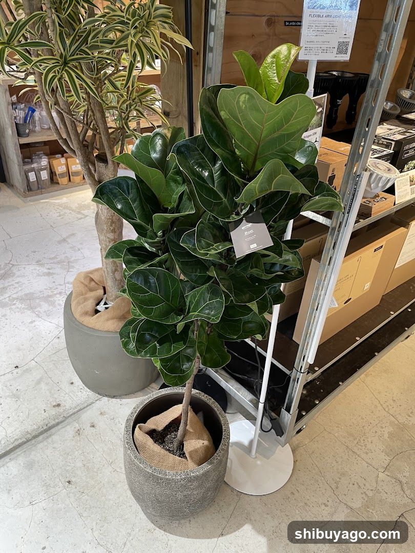 Indoor Plant Display