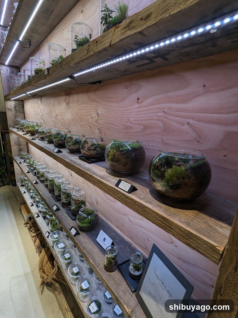 Terrarium Shop Interior