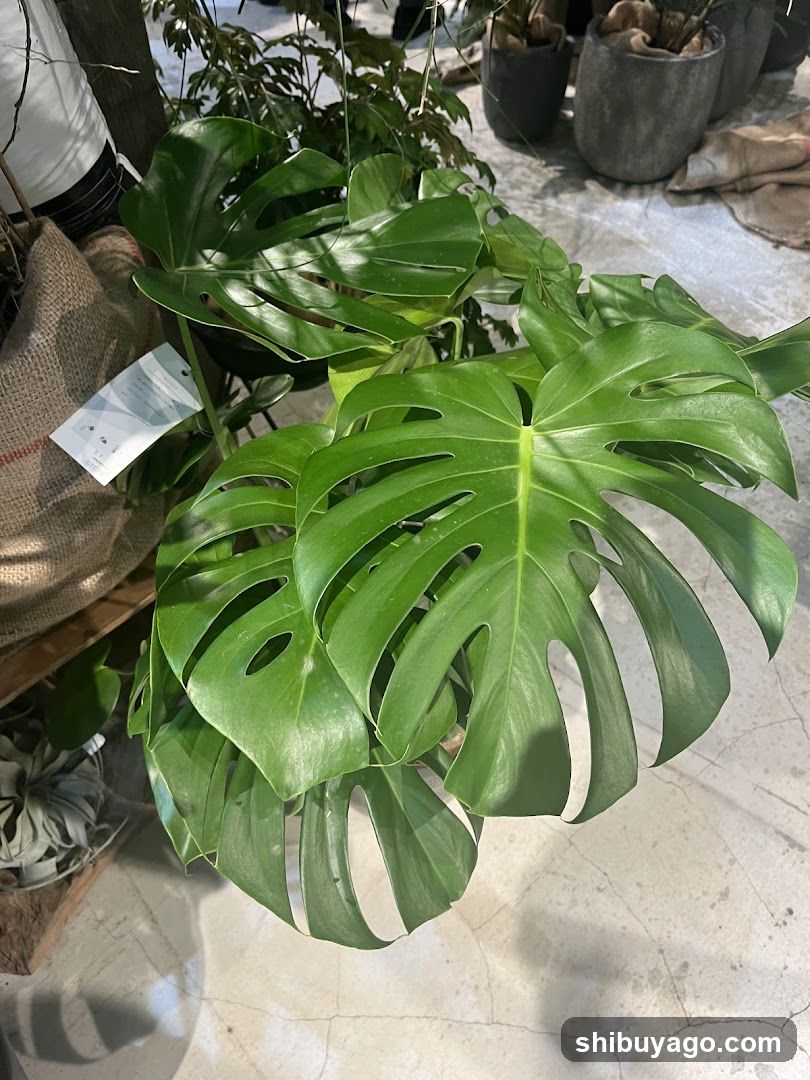 Monstera Deliciosa Plant Display