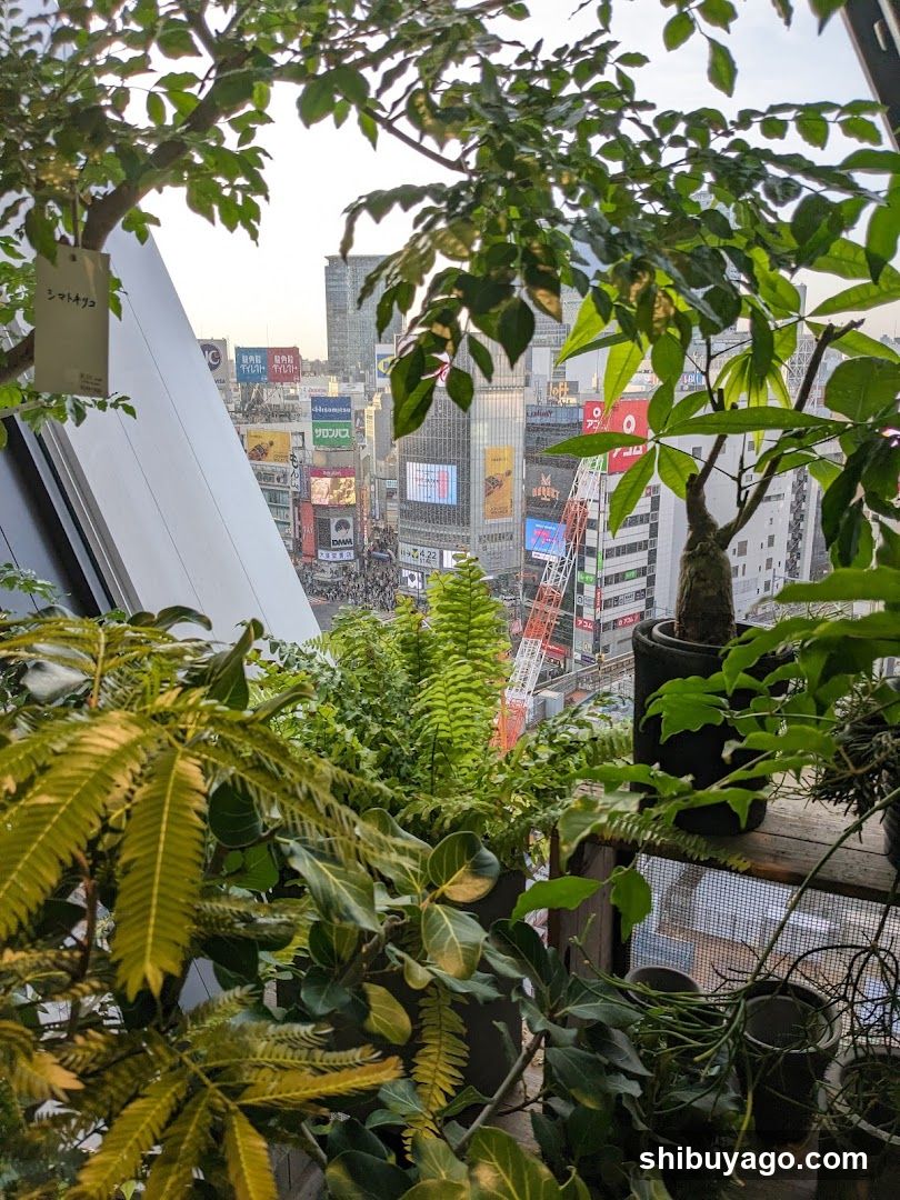 Urban Greenery View