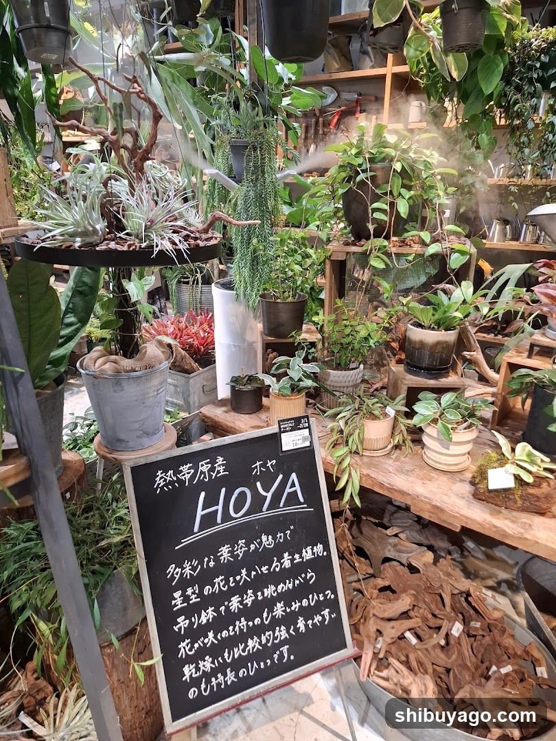 Plant Shop Interior Display