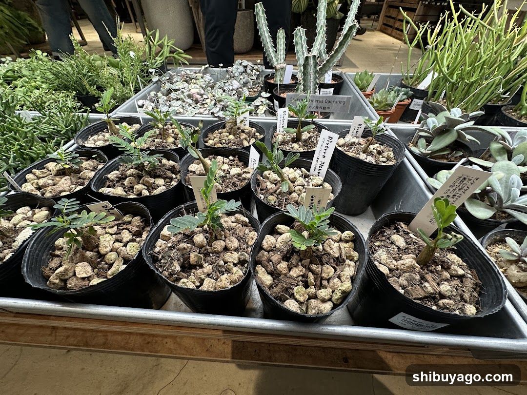 Plant Display at Shop Interior