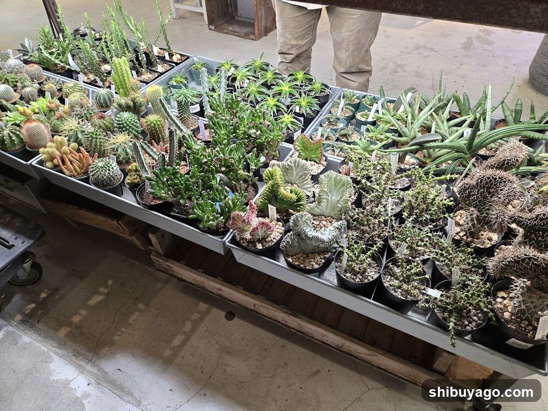 Succulent Display at Plant Shop