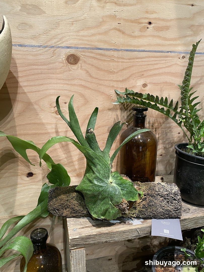 Plant Display with Brown Bottles