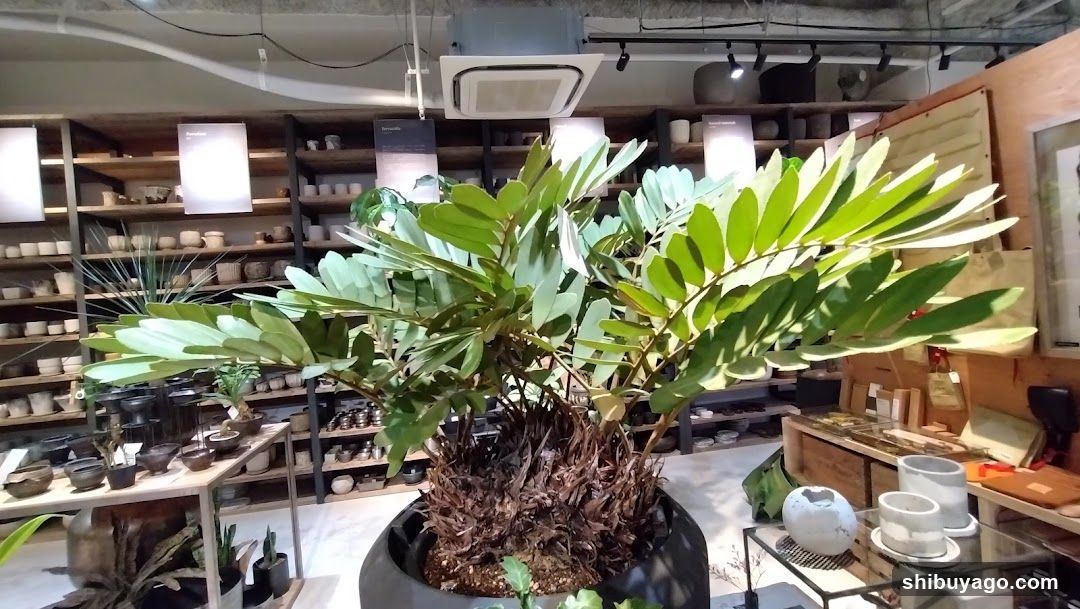 Interior Plant Shop Display