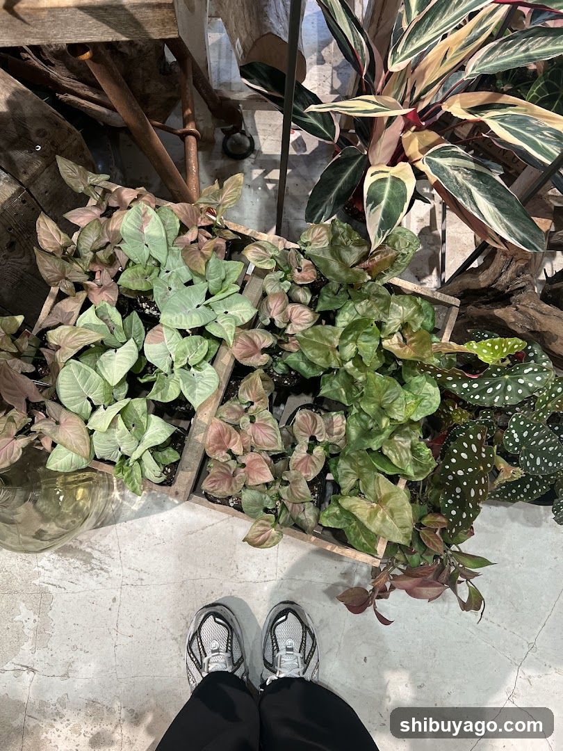 Plant Shop Interior View