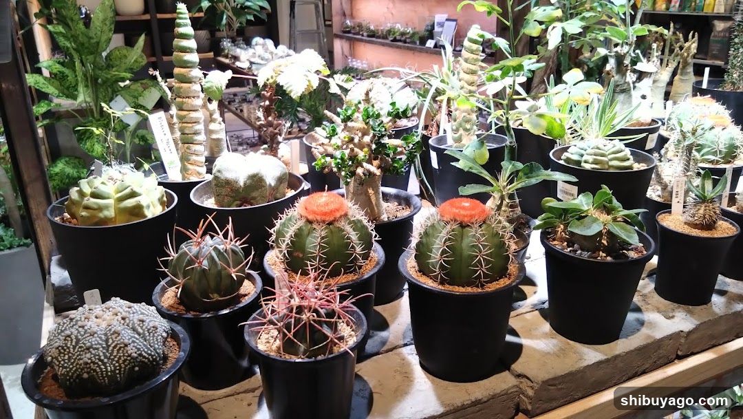 Cactus and Succulent Display