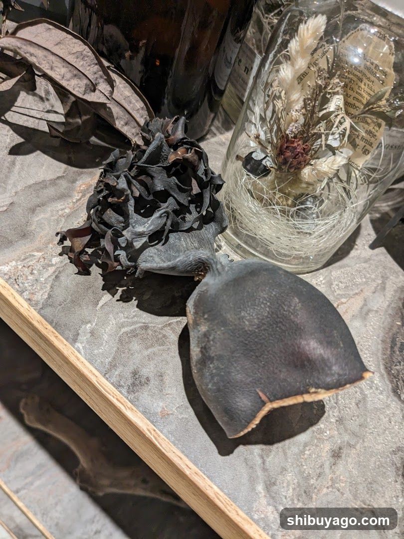 Dried botanicals and preserved items display