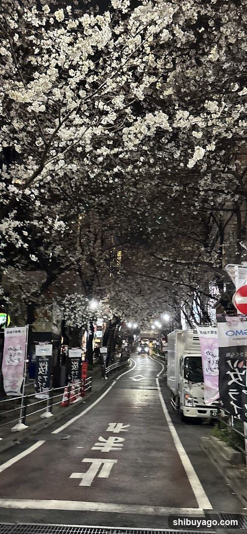 Cherry Blossom Street at Night