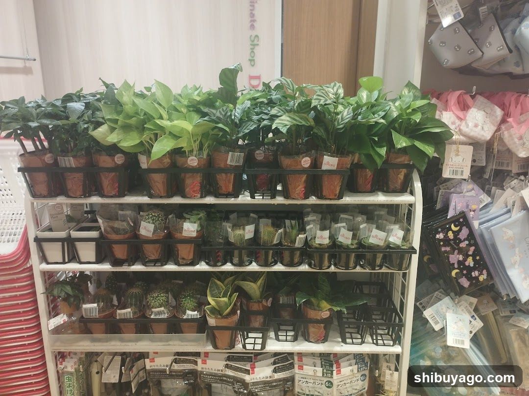 Plant Shop Interior Display