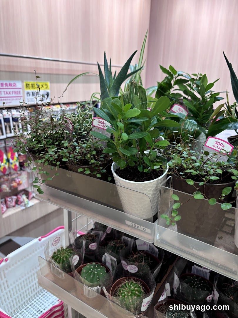 Indoor Plant Display Shelf
