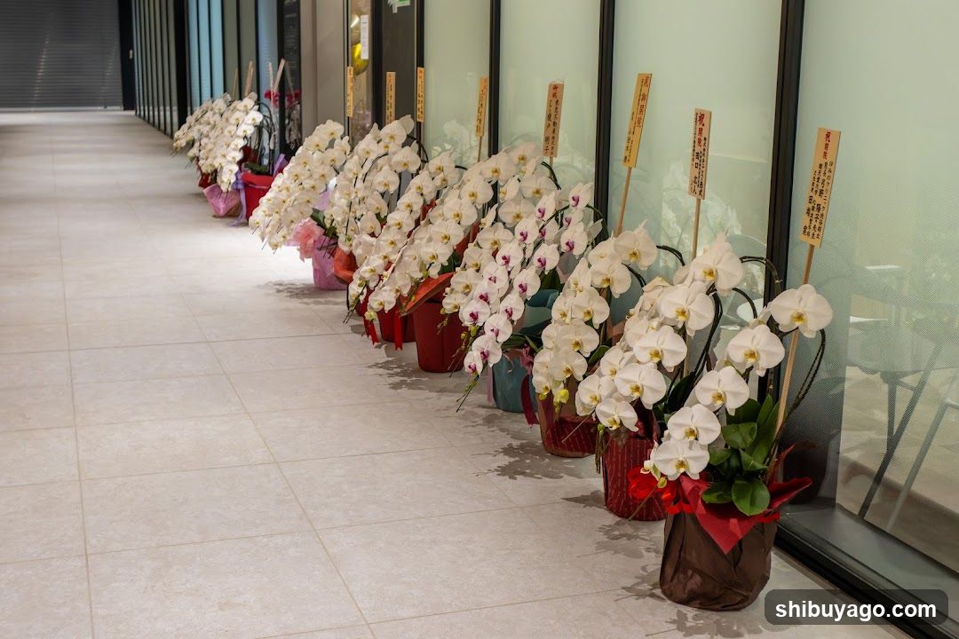 Orchid Display Lineup