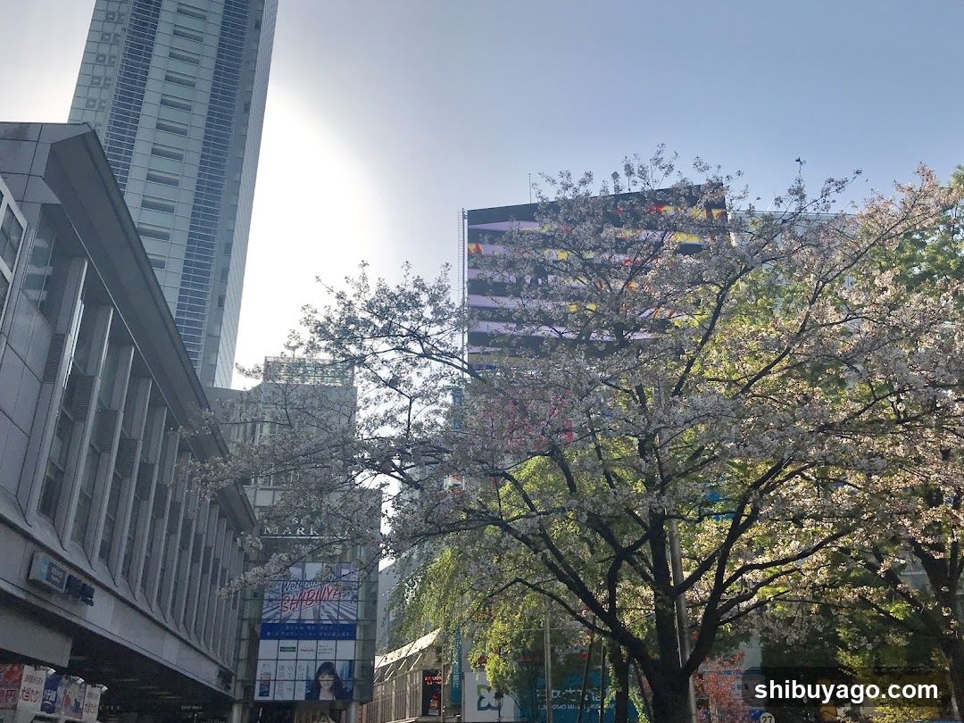 Urban Street with Cherry Blossoms