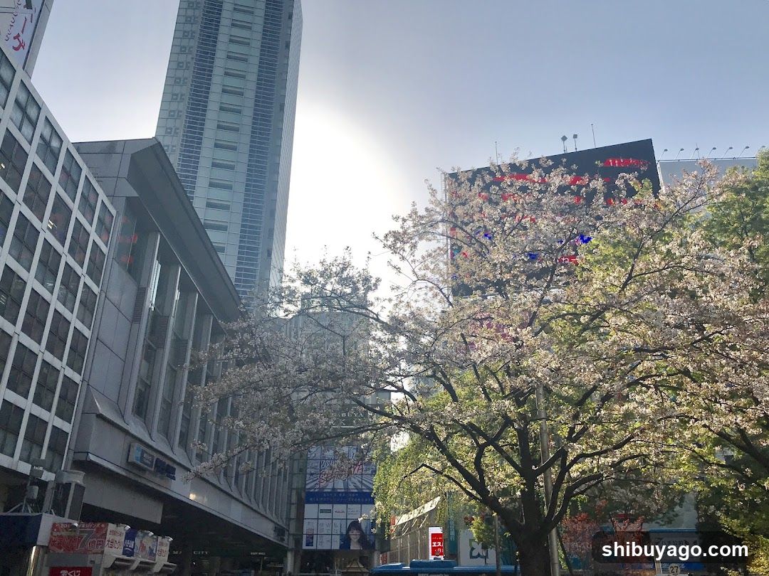 Urban Street with Cherry Blossoms