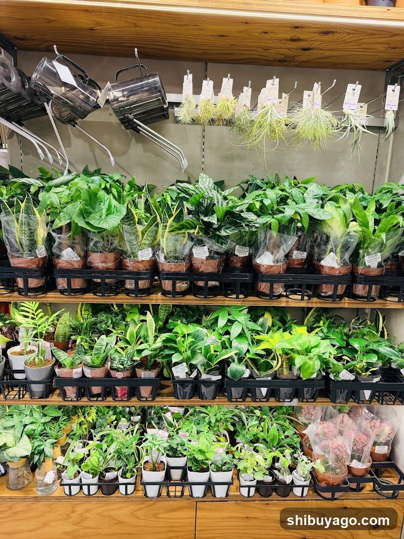 Plant Shop Interior Display