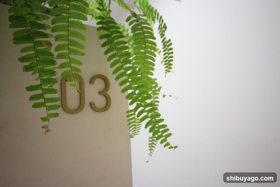 Ferns and Number Sign