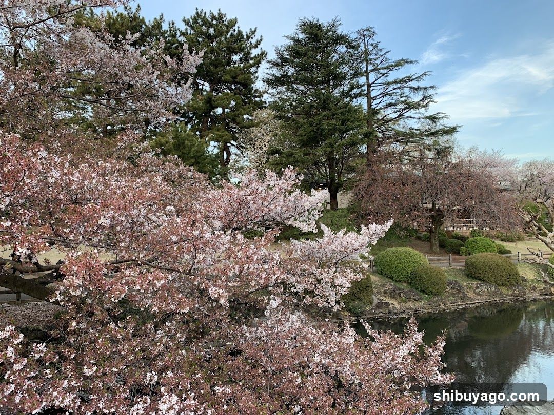 Sakura Blossoms by the Pond