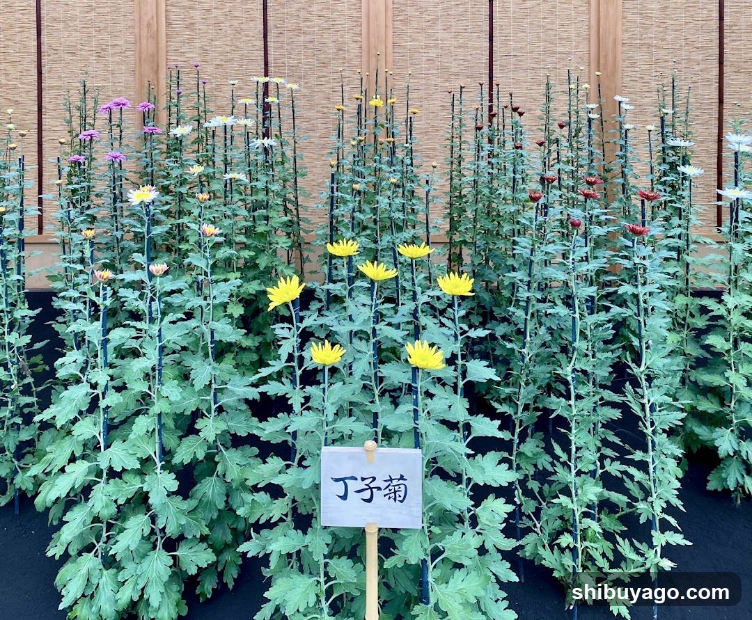 Chrysanthemum Display