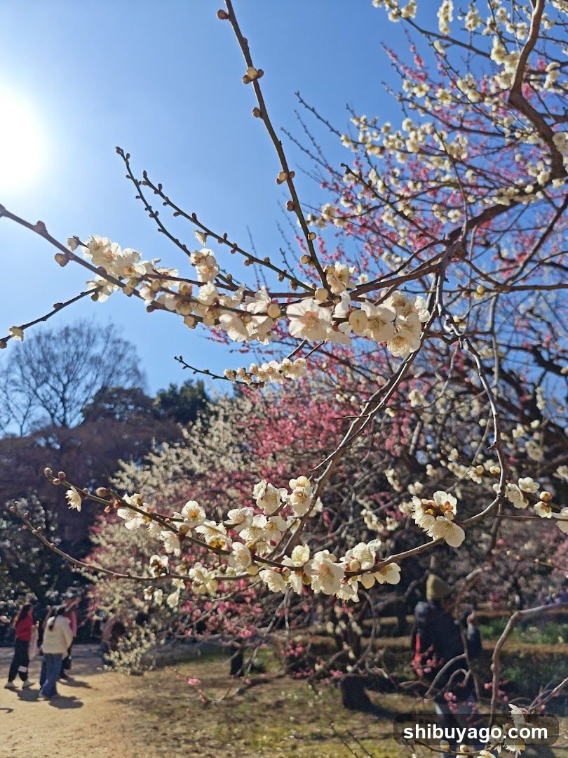 Blossoming Trees in a Park