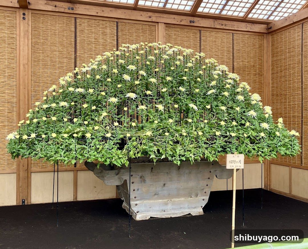 Chrysanthemum Display