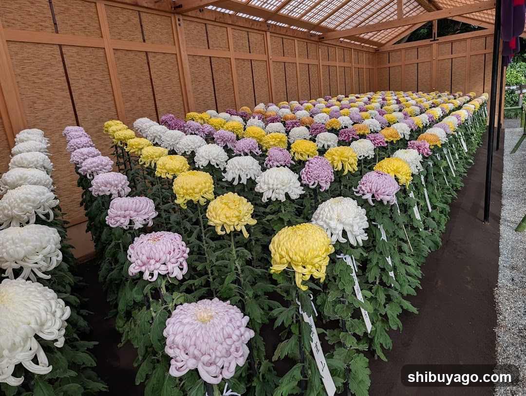 Chrysanthemum Exhibition