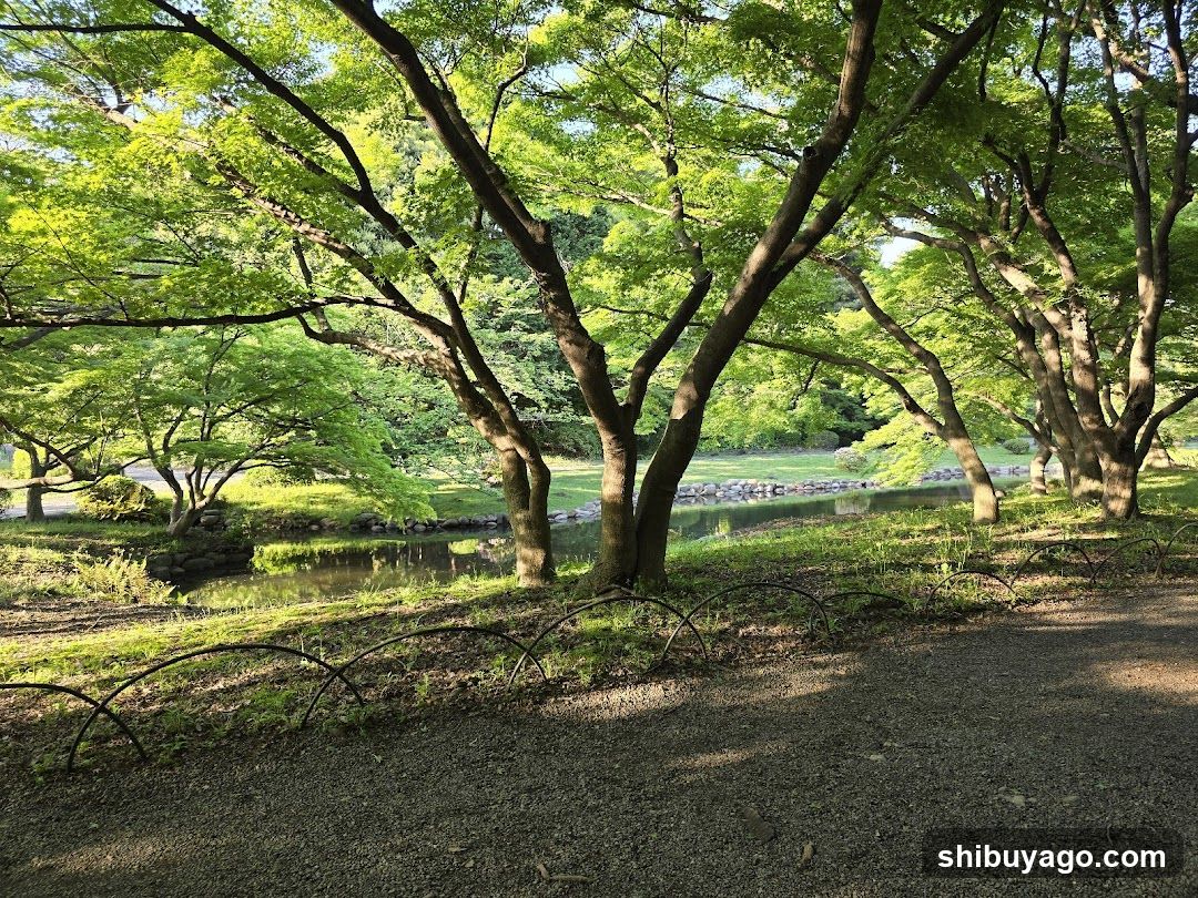Sunlit Garden Path