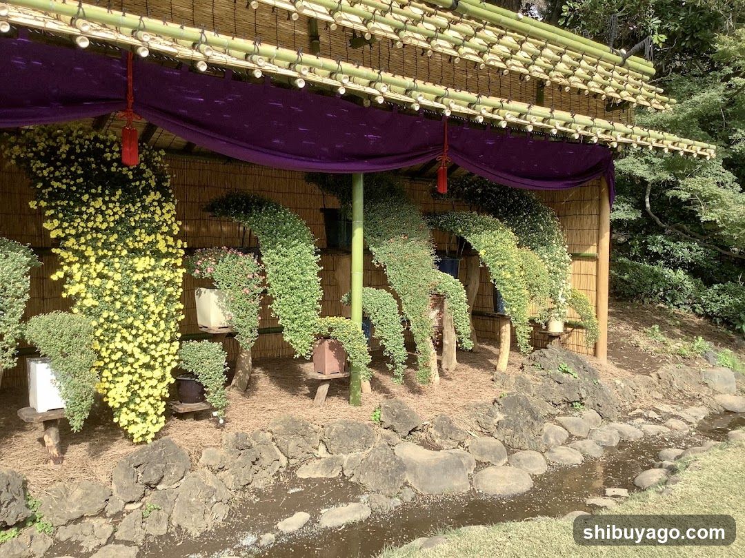 Chrysanthemum Display at Japanese Garden