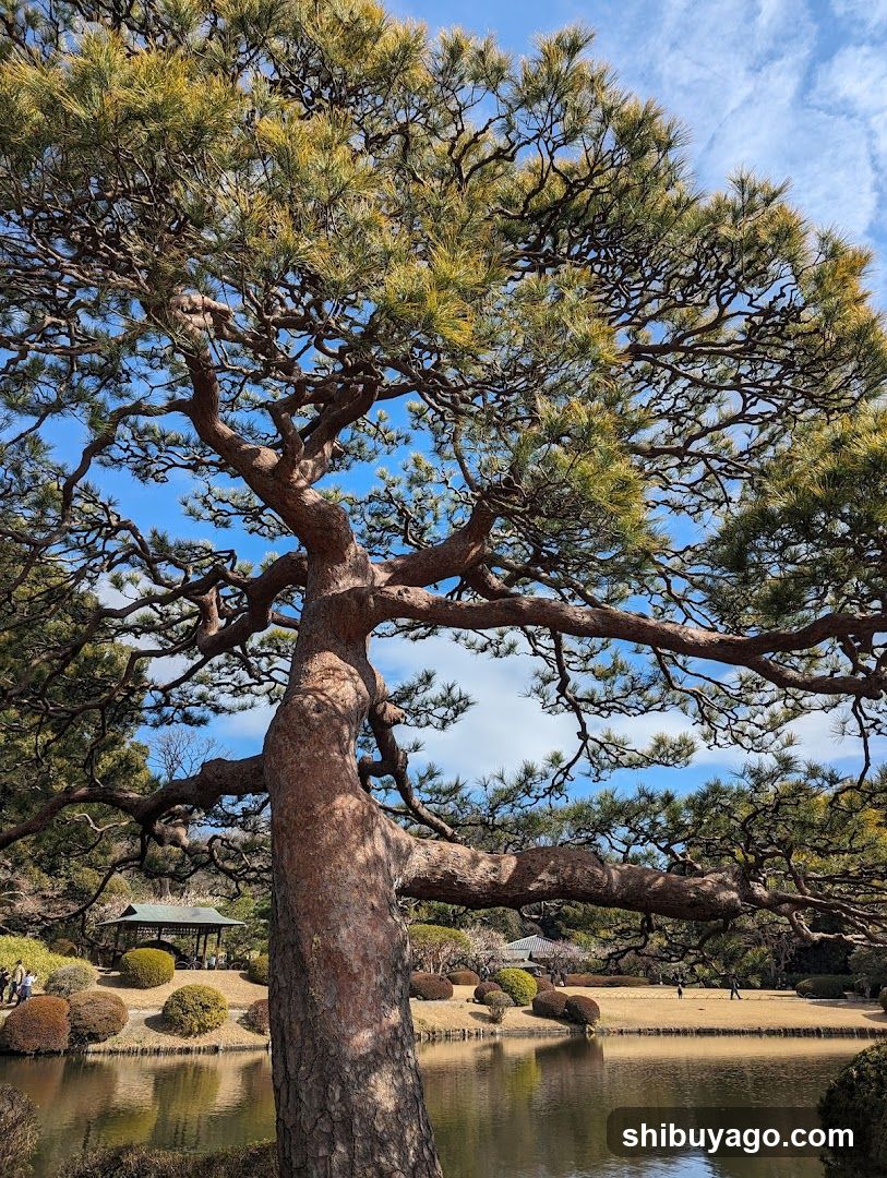 Pine Tree in Garden