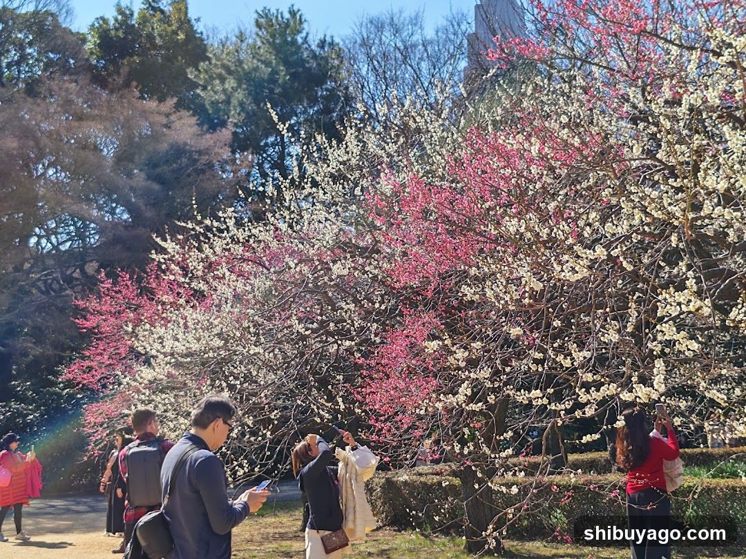 Cherry Blossom Viewing in Park