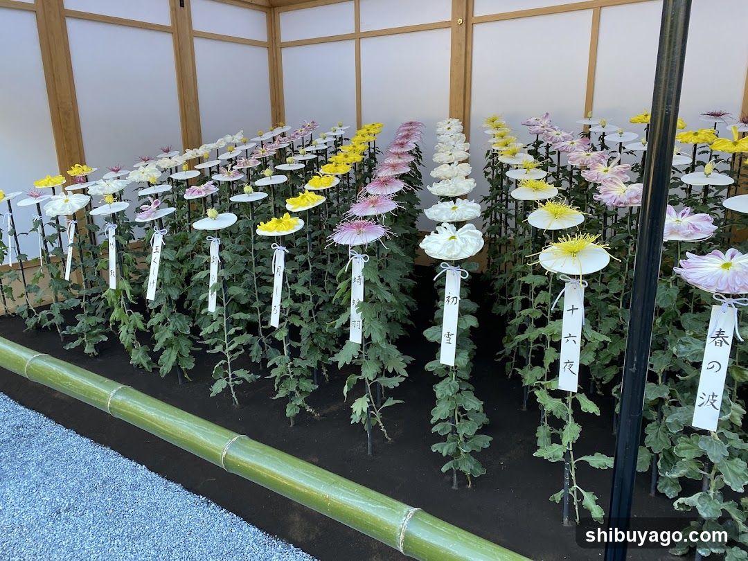 Chrysanthemum Exhibition Display