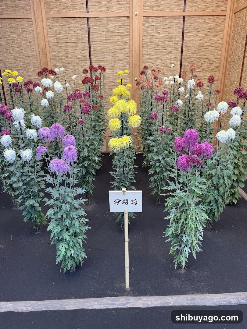 Chrysanthemum Exhibition Display
