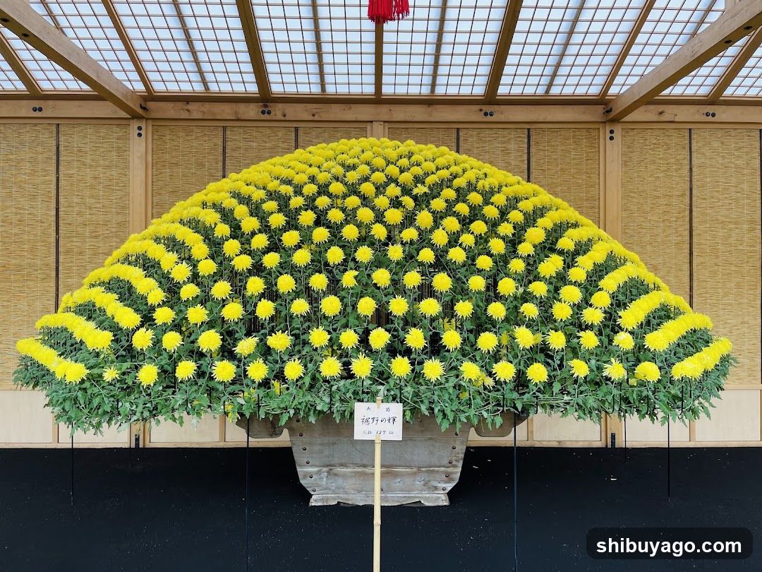 Chrysanthemum Display