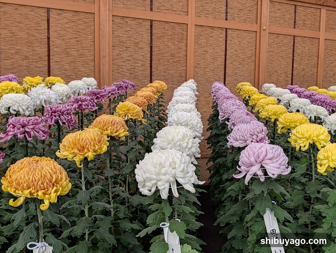 Chrysanthemum Exhibition