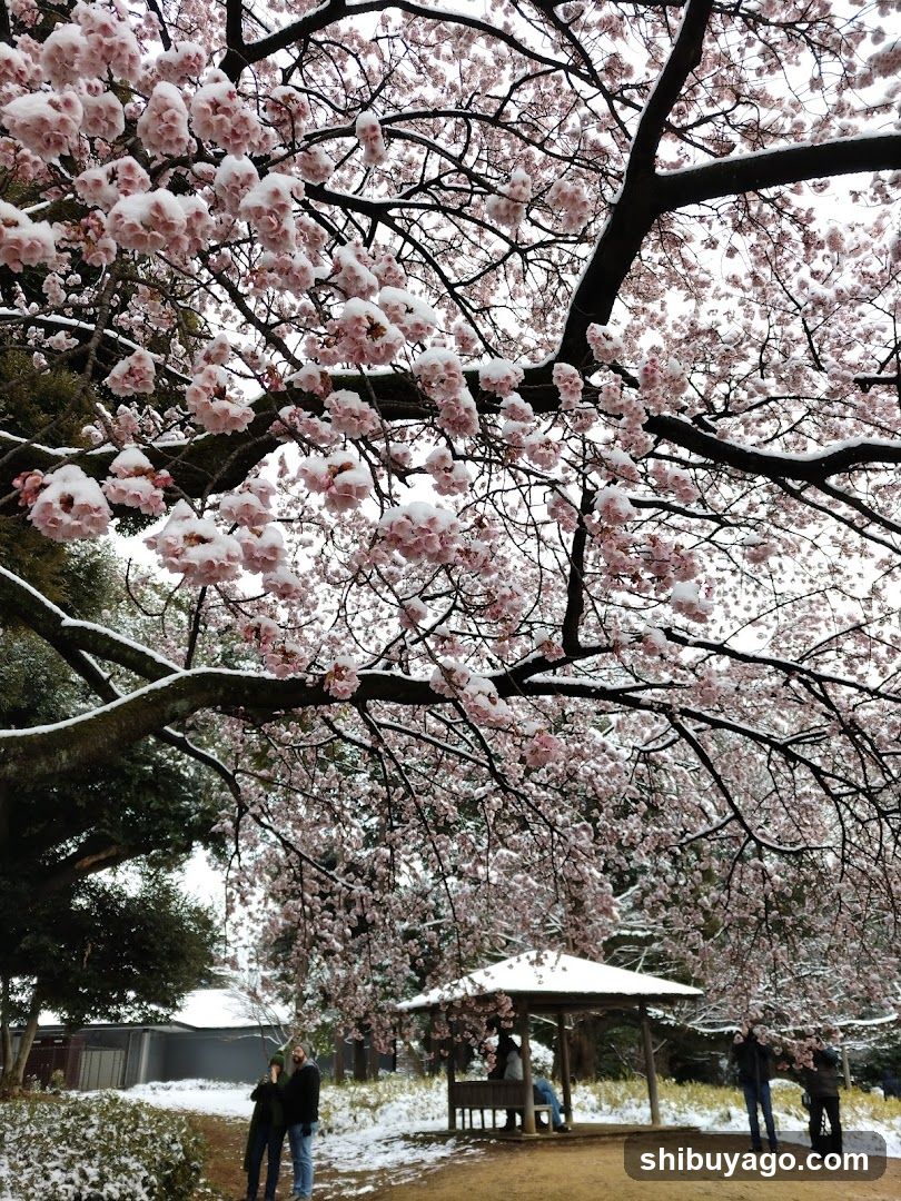 Snow-covered Cherry Blossoms