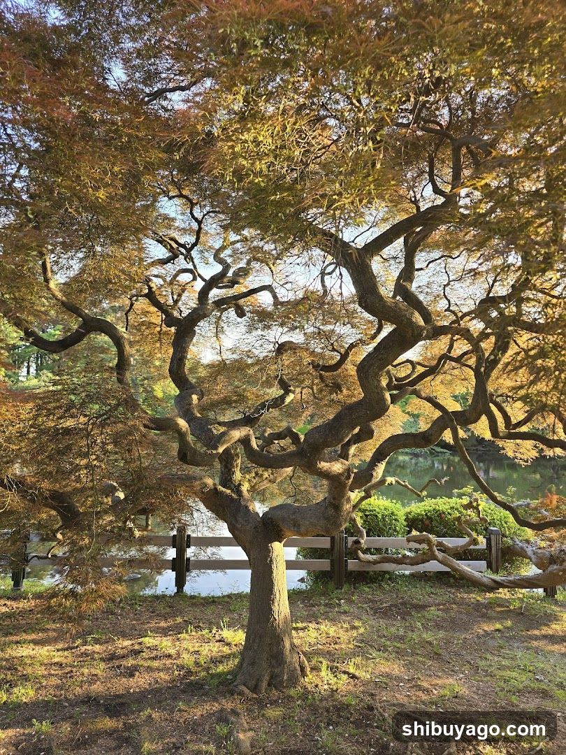 Autumn Tree in Garden