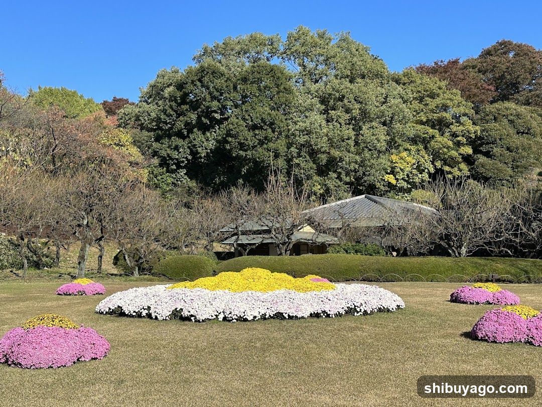 Flower Garden with Chrysanthemums