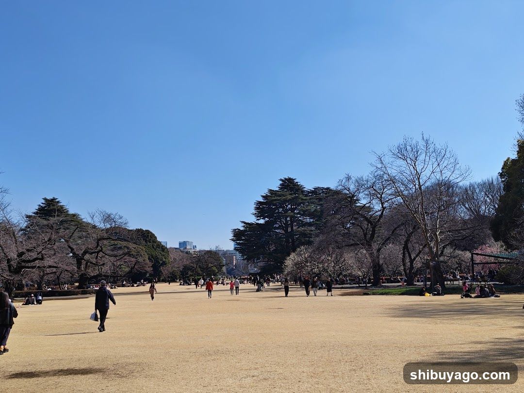Park Scene with Cherry Blossoms