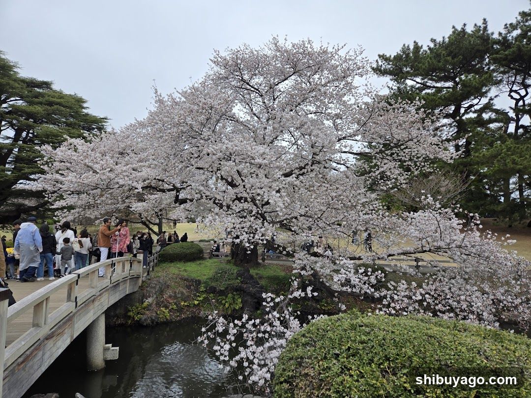 Cherry Blossom Viewing in a Garden