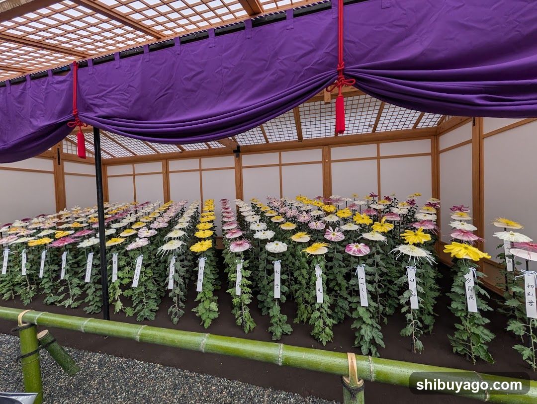 Chrysanthemum Exhibition Display